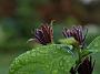 Calycanthus floridus